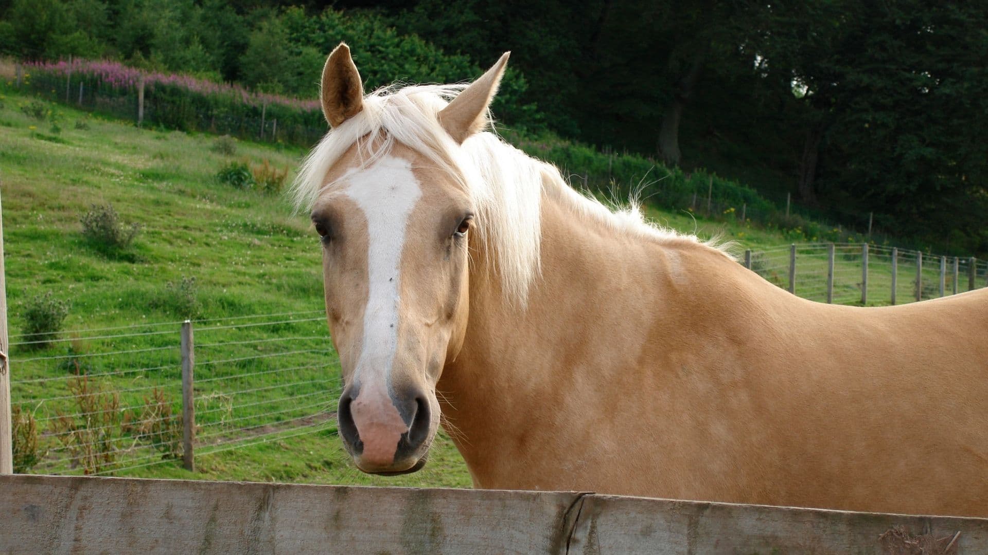 84 Palomino Horse Names For Males, Mares, And Dapples.