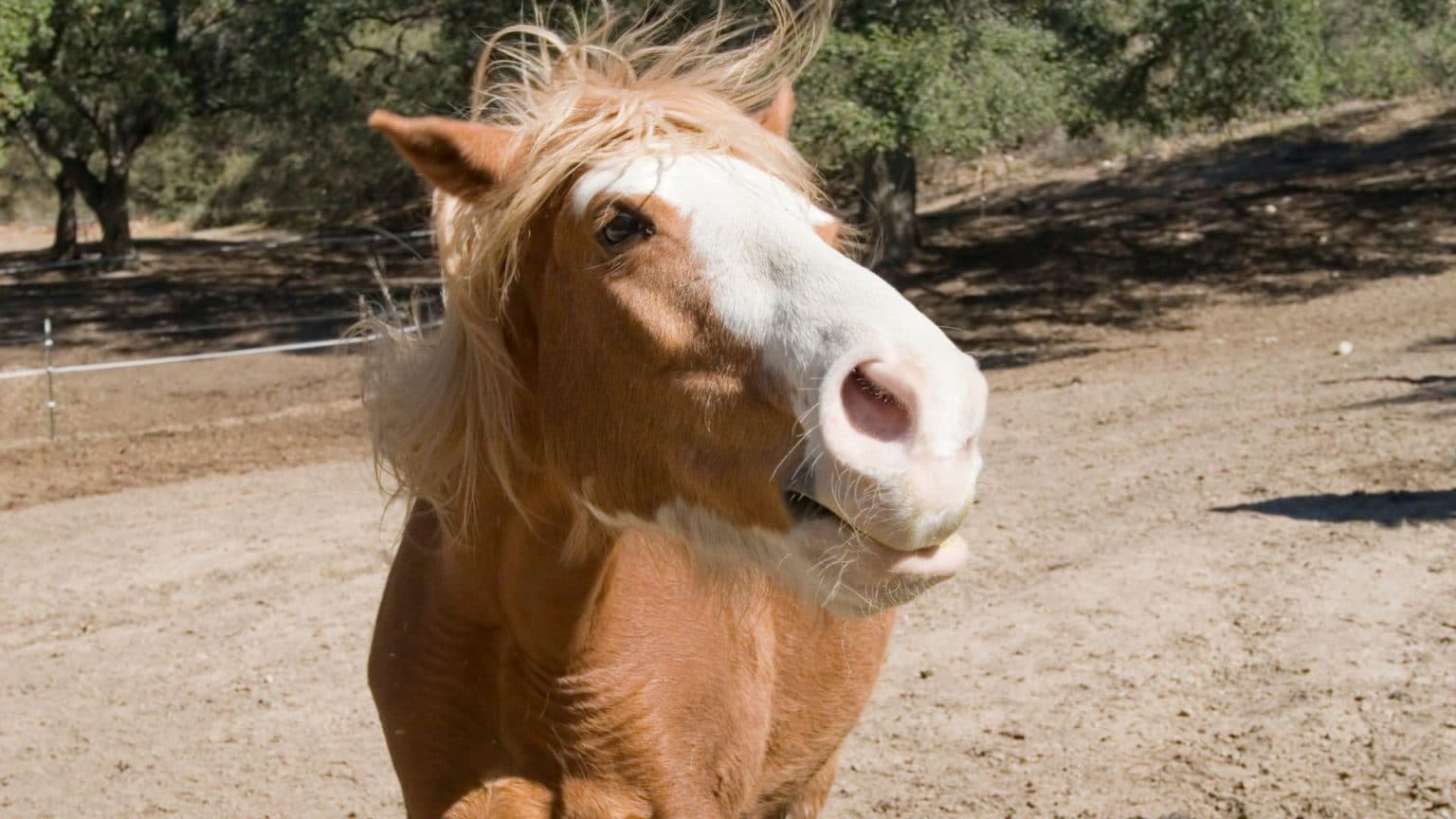 Horse Sounds: Meaning, Interpretation & Responses