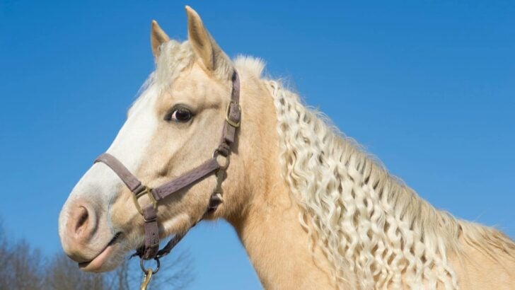 What Is A Palomino Horse? Guide, Facts, & Care