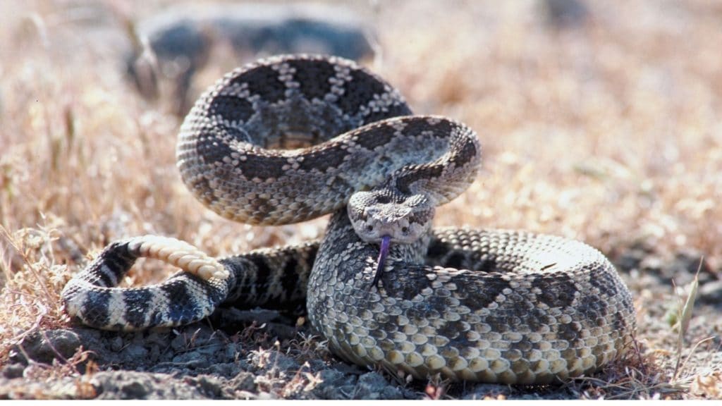 picture of a snake ready to strike,