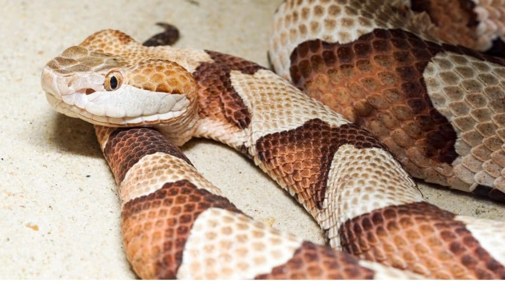 Imagen de una serpiente cabeza de cobre,