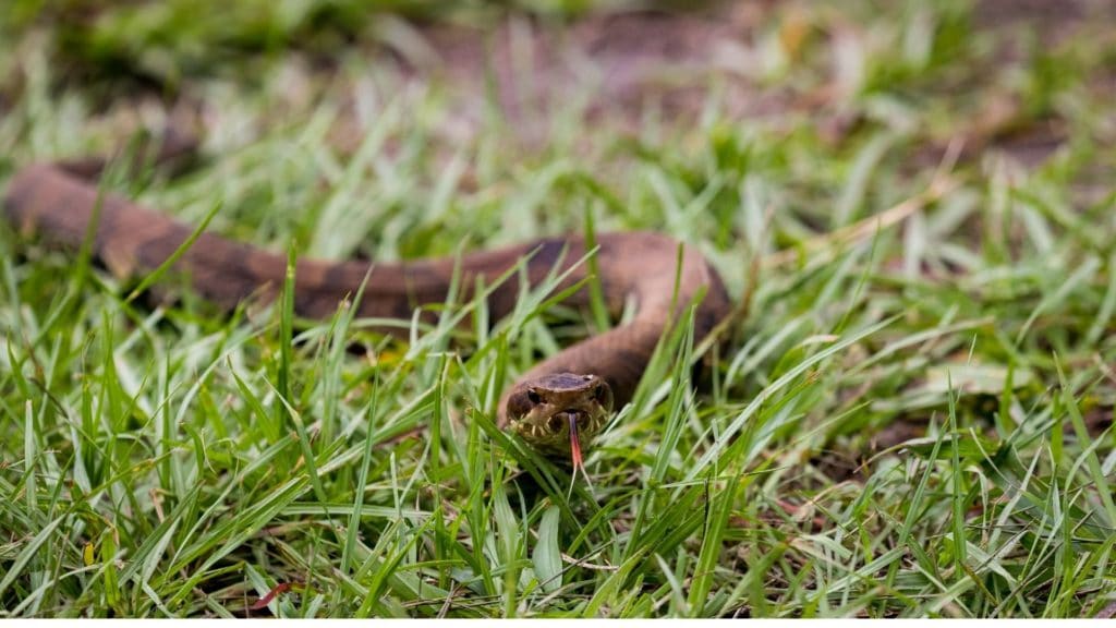 picture of a cottonmouth snake crawling through grass,