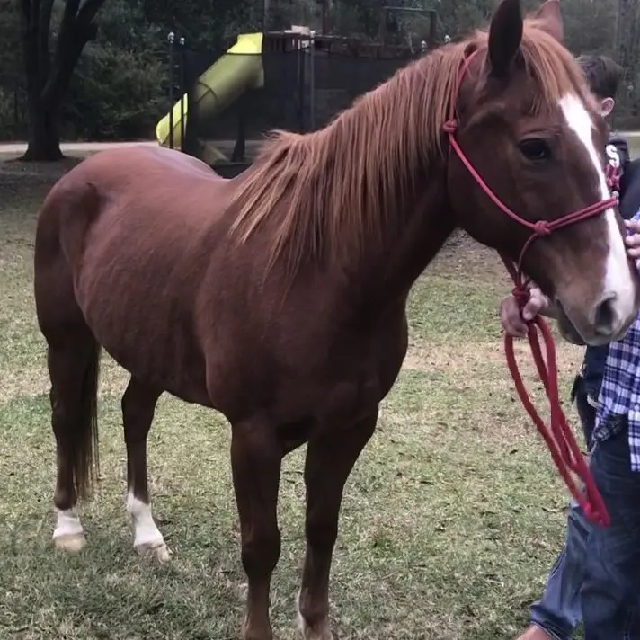 Picture of a sorrel quarter horse recently purchased for the kids.