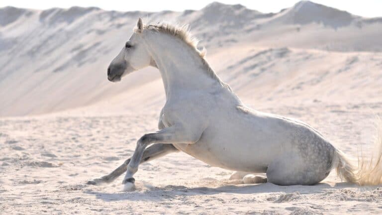 What Do Horses Symbolize Spiritually In Dreams And The Bible 