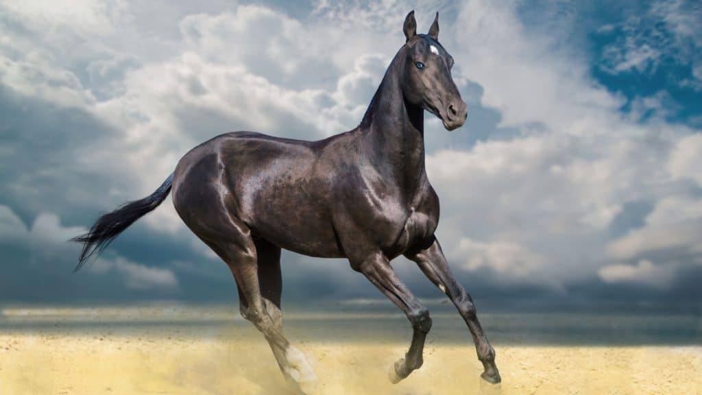 akhal teke dressage