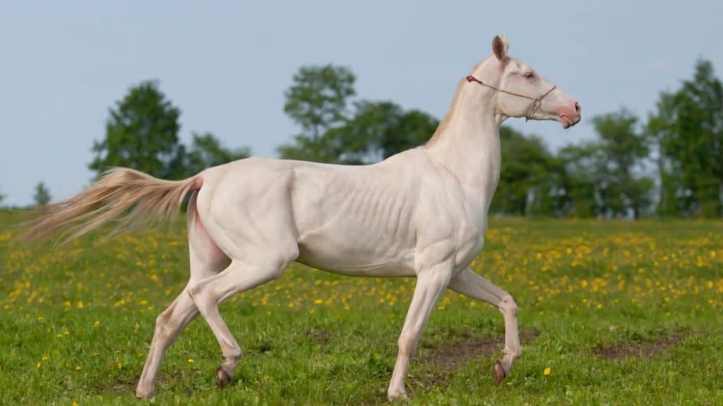 Picture of an akhal teke horse,