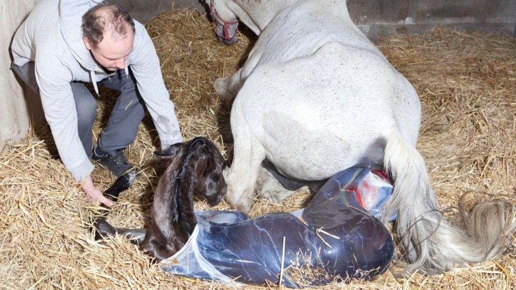 Picture of a Percheron mare birthing a foal.