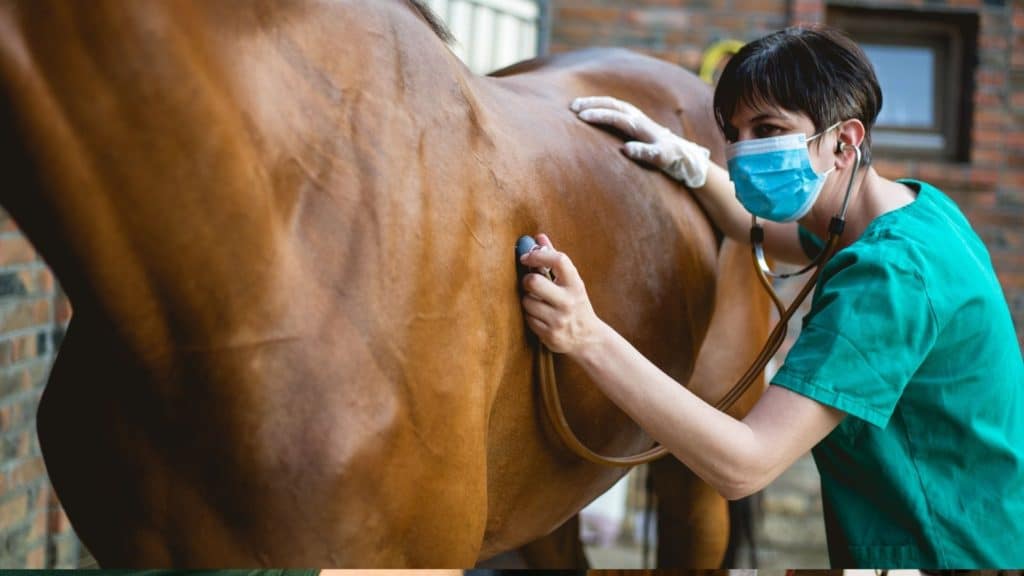 Picture of a vet listening to the breathing of a horse with a stethoscope; she is checking for bleeding in the lungs. Horse nosebleeds are commonly caused by lung issues.