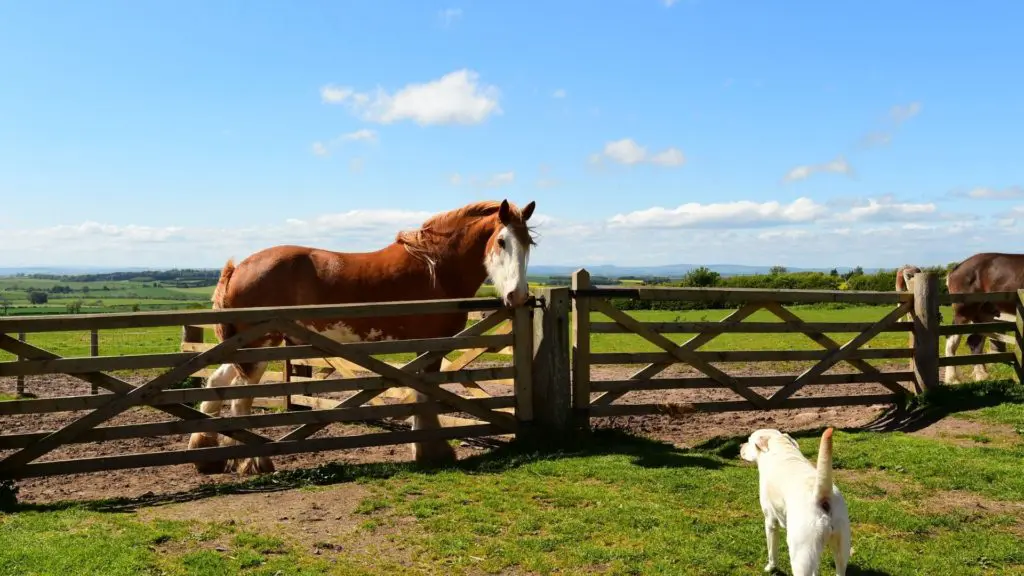 Picture of a Clydesdale horse and a dog staring at each other. 