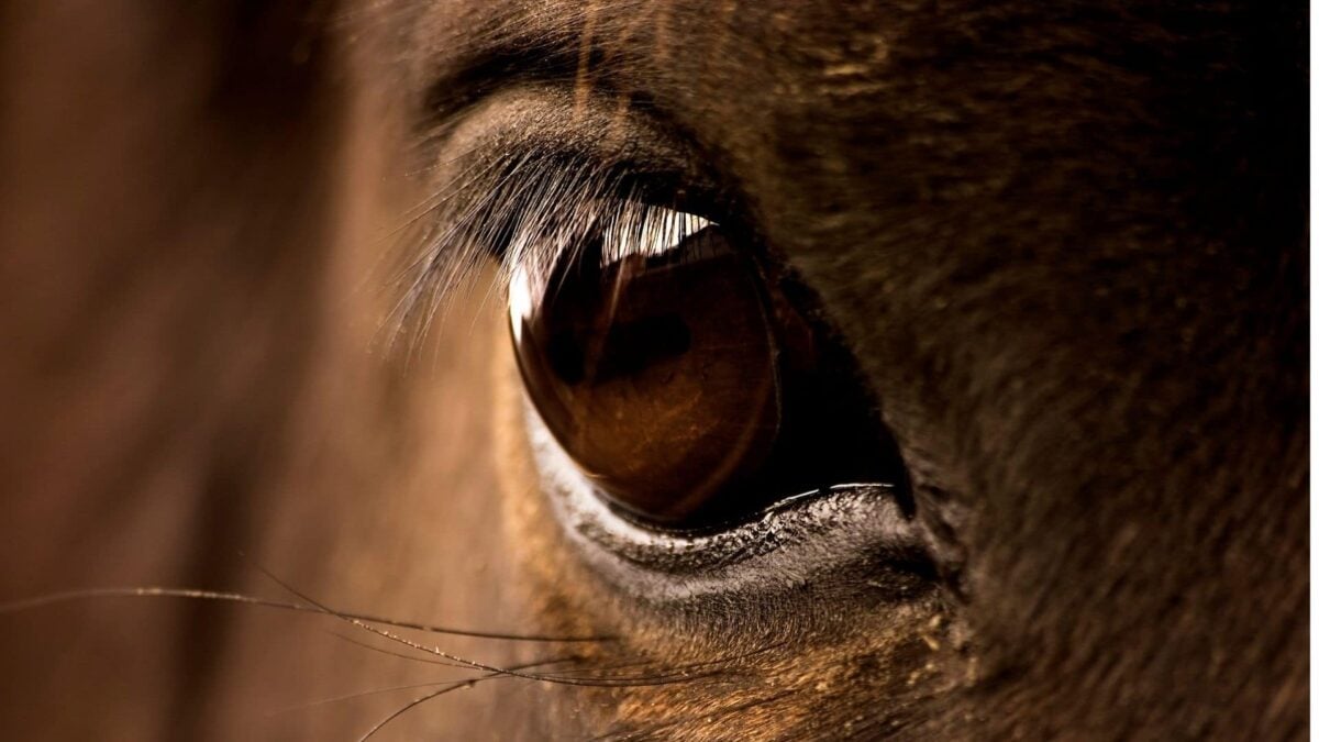 Are Horses Color Blind? Learn How Horses See The World.