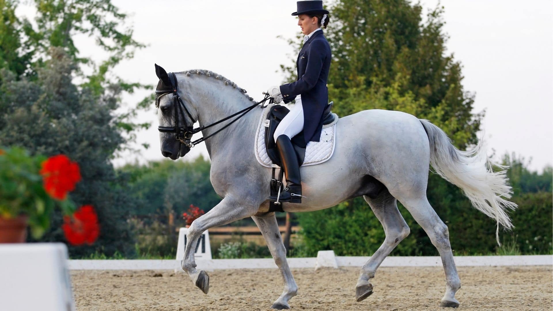 French Dressage Horse Breeds at Catherine Reeves blog