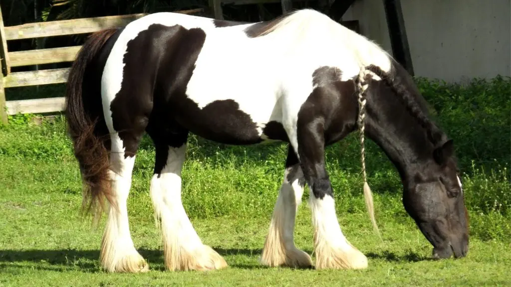 Picture of a black and white gypsy vanner with a braided mane.