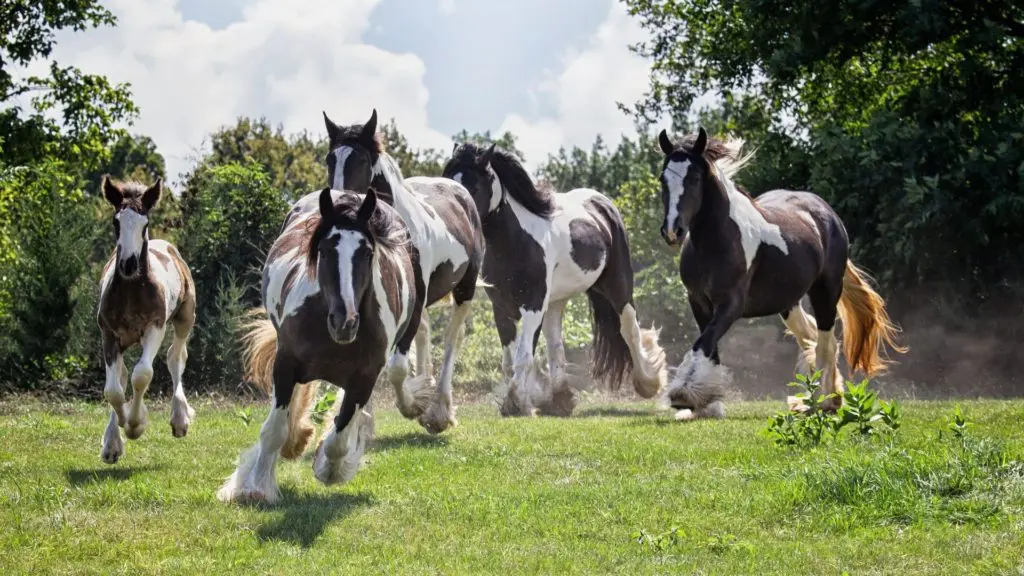 Picture of a herd of gypsy vanner horses.