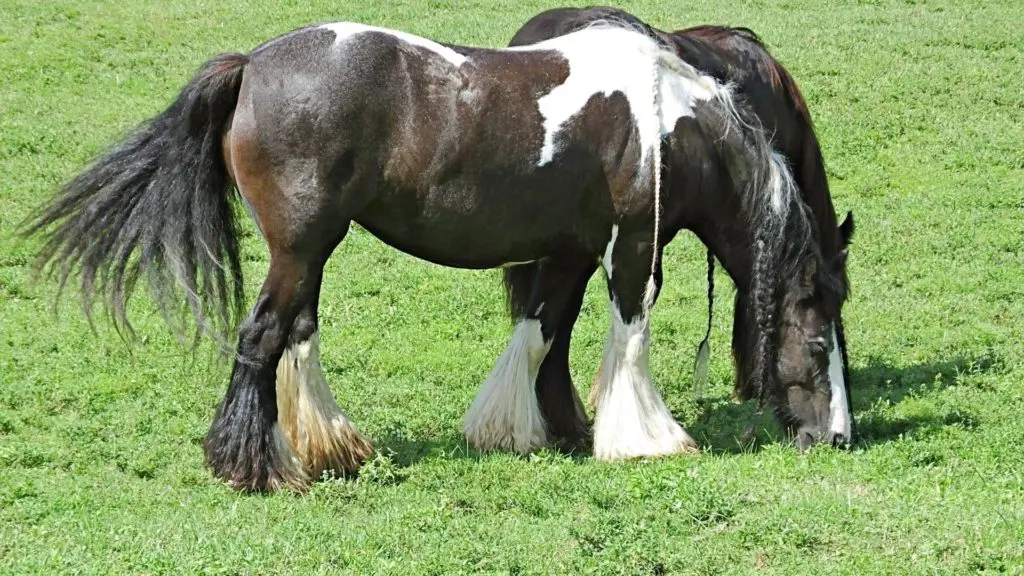 Picture of two gypsy vanner horses in a field.