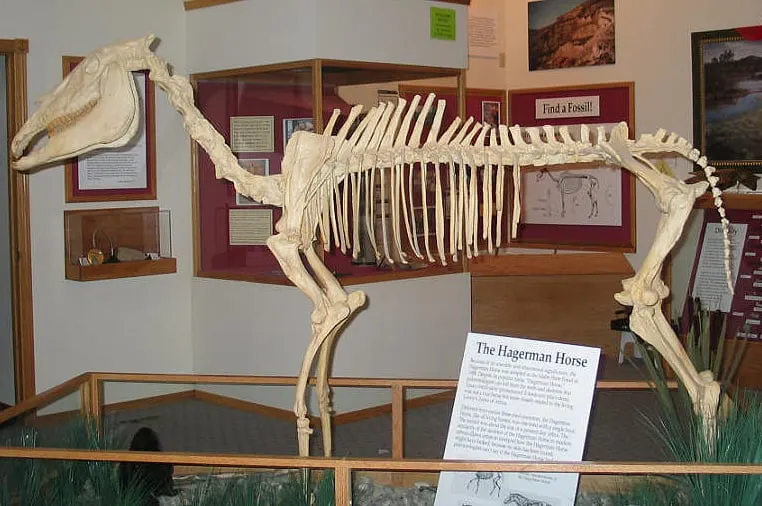 The skeleton of a horse showcasing the importance of a strong spine and legs.