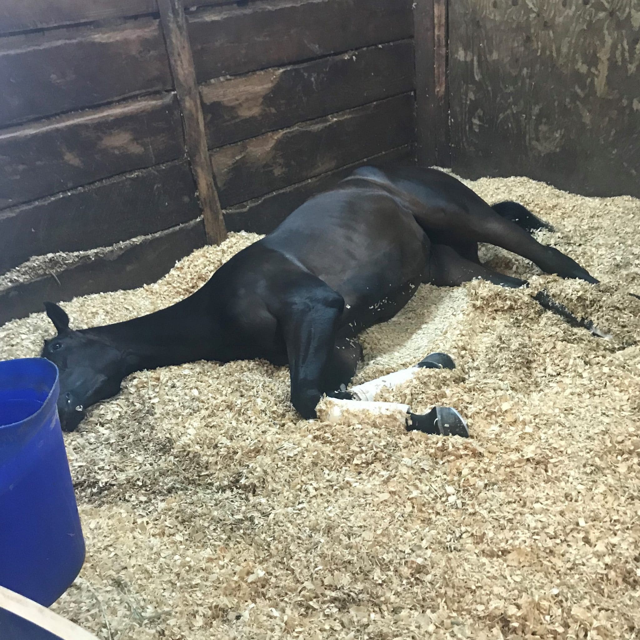 What's the Best Stall Bedding for Your Horse Barn? 4 Options