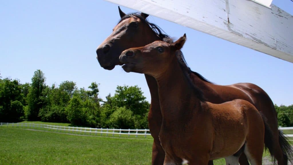 Picture of a Morgan mare and her foal. 