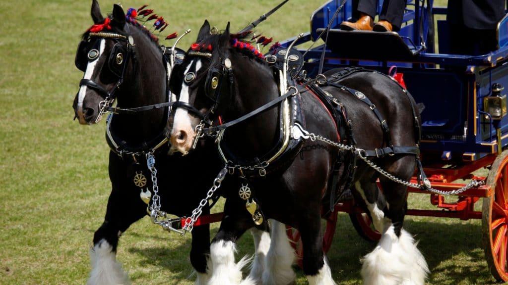 Picture of a pair of draft horses pulling a wagon while wearing blinders.