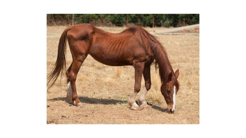 picture of an old horse with a curved back that looks undernurished,