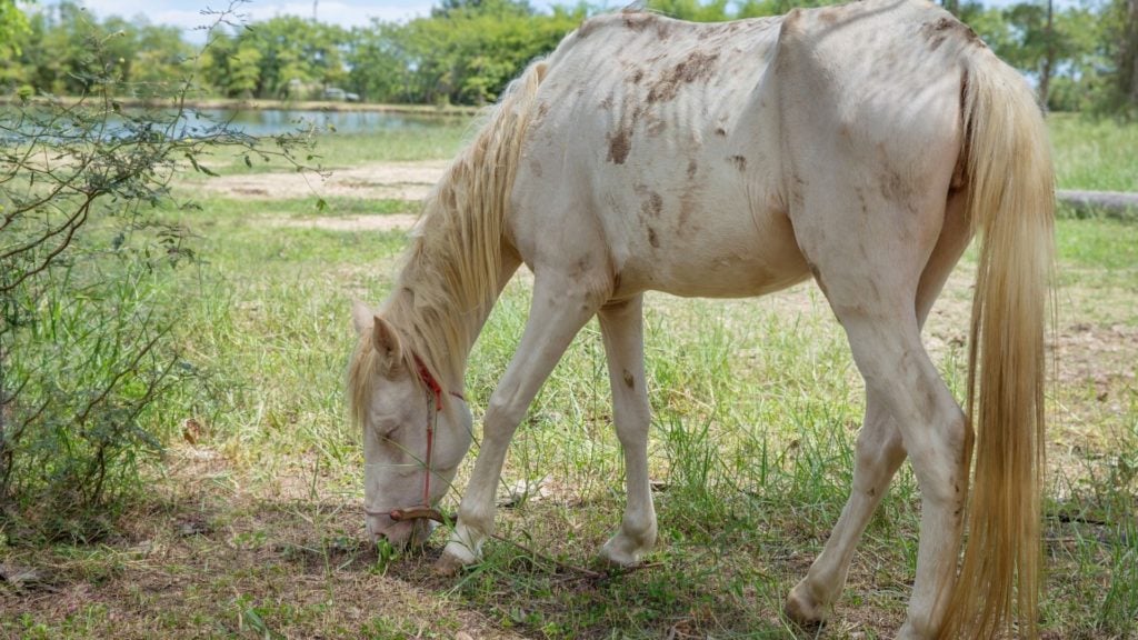 skinny,skinny horse,