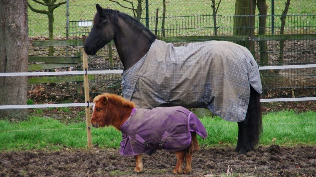 picture of a pony standing next to an average sized horse, both are wearing blankets. 