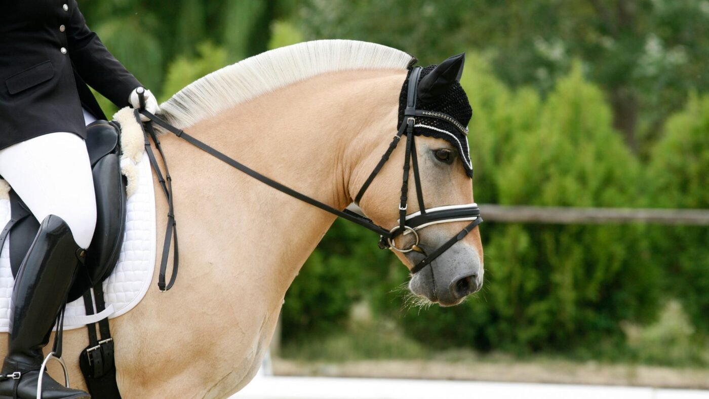 The Fjord Horse: A Comprehensive Guide to Norway's Beloved Breed Fjord horse being ridden in a novice dressage competition.