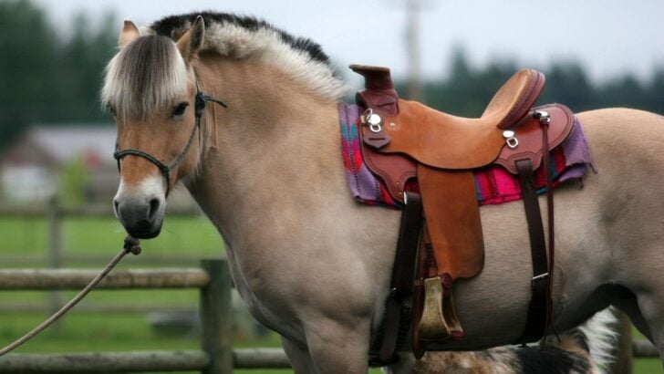 The Fjord Horse: A Comprehensive Guide to Norway’s Beloved Breed