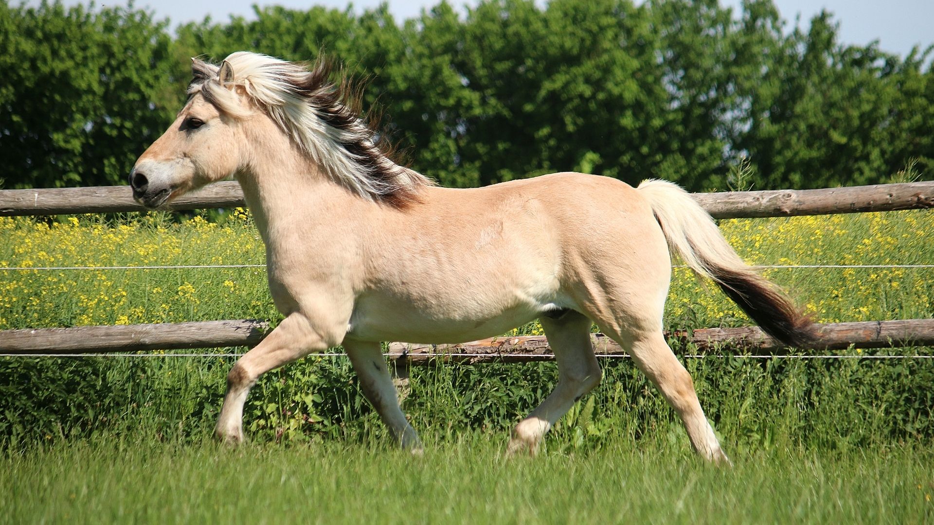 Are Fjord Horses Good For Beginners? Breed Characteristics