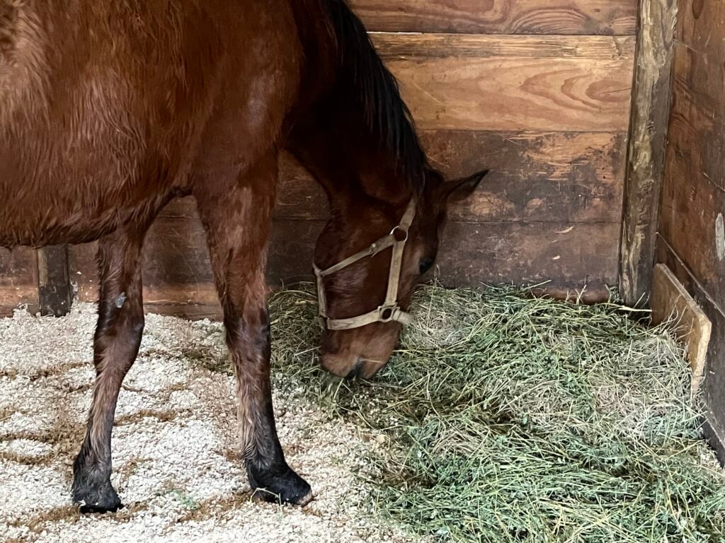 Picture of a horse eating hay.