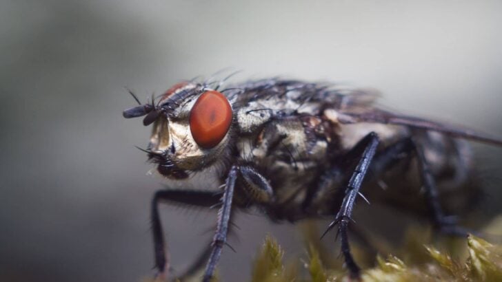 Why Horseflies Bite Horses — Why They Chase, and Why Spray Doesn’t Stop Them