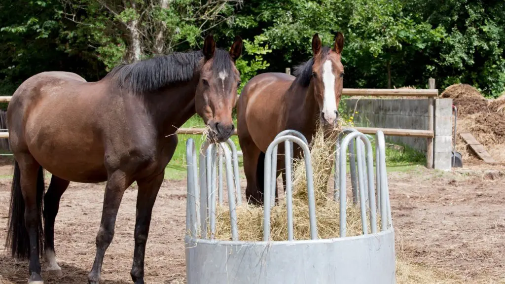 Horses eating high-quality hay in a paddock for optimal nutrition.
