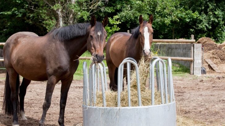 Horse eating hay.