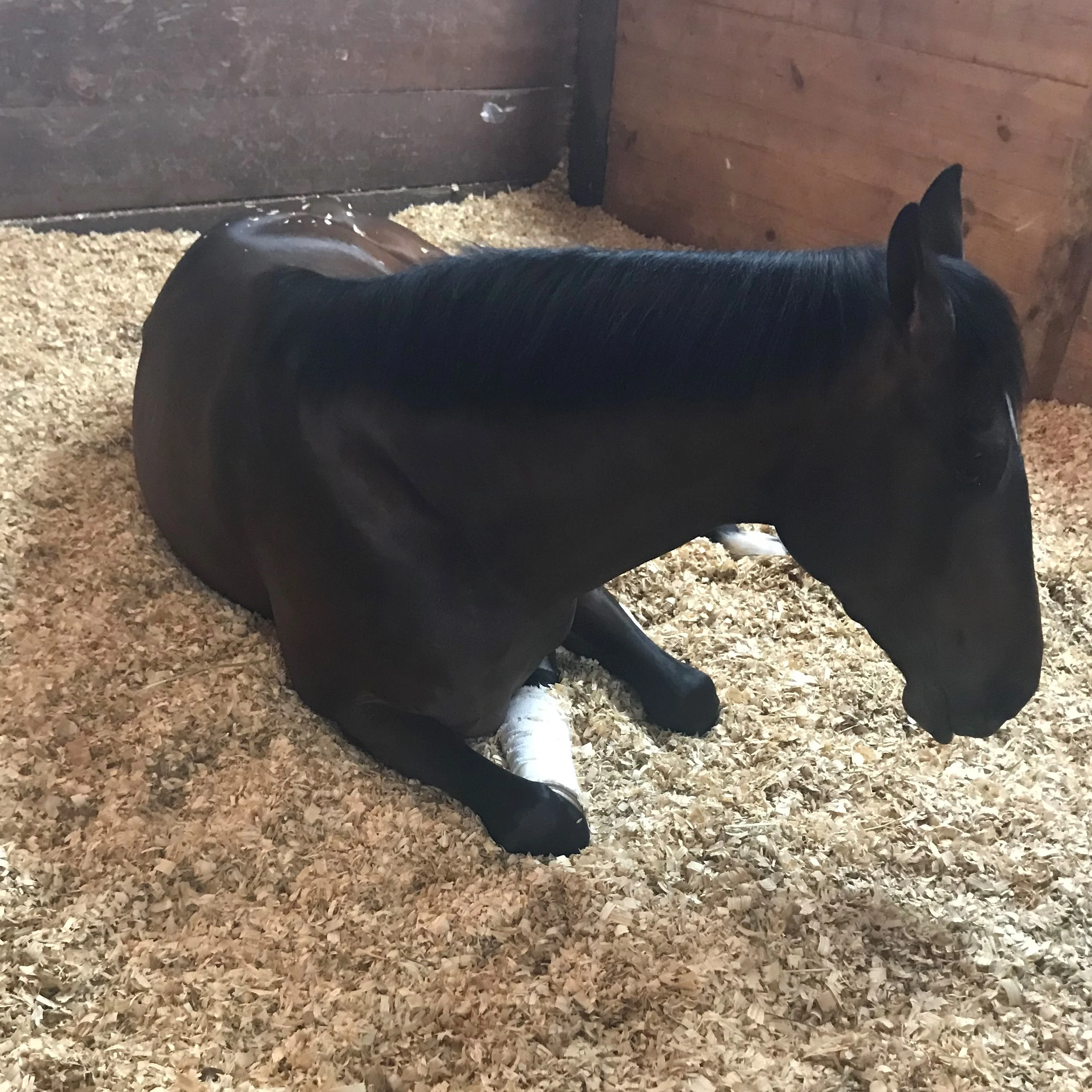 picture of a horse feeling bad,