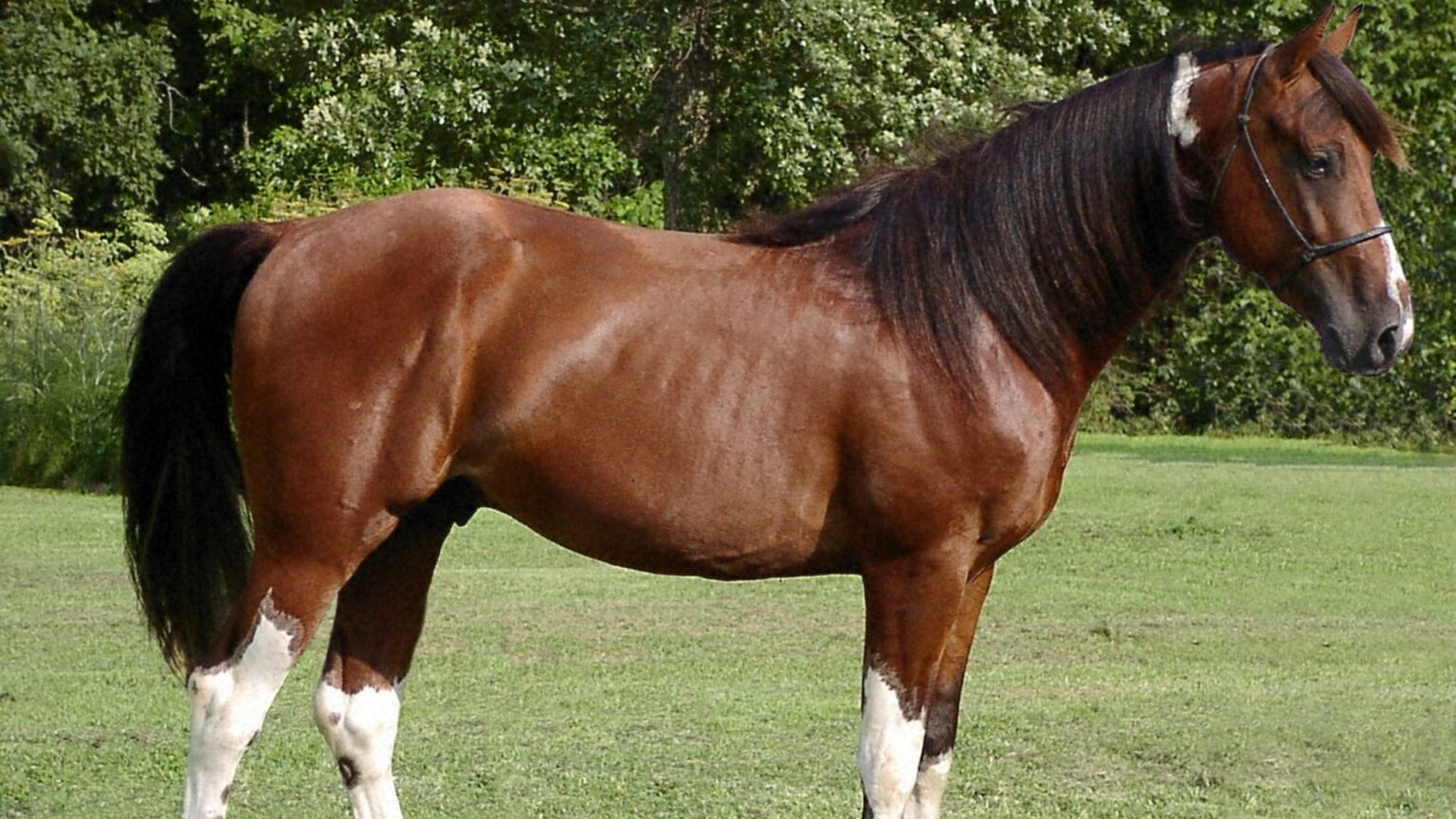 What Are The Best Gaited Horse Breeds? The Top 6
