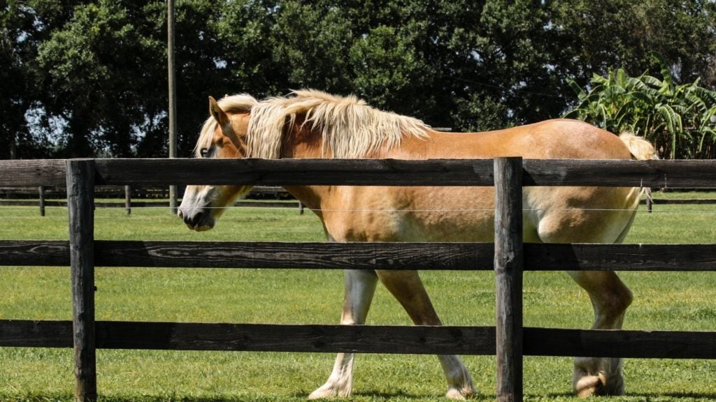 picture of a belgian horse behind a wood fence.