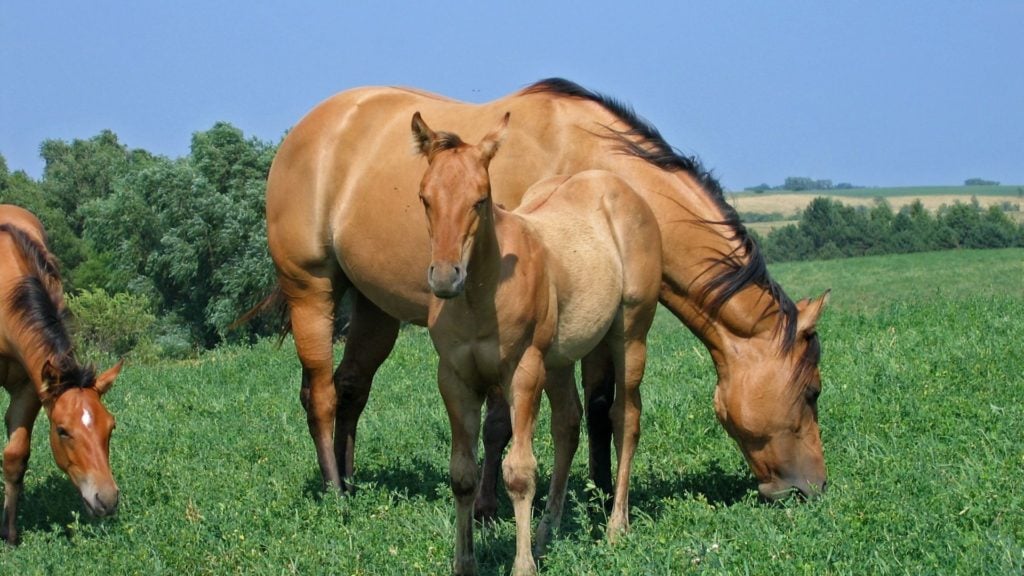 picture of a dun mare and dun foal,