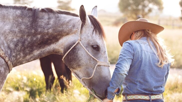 Can a Horse Understand Words? 9 Equine Verbal Cues.