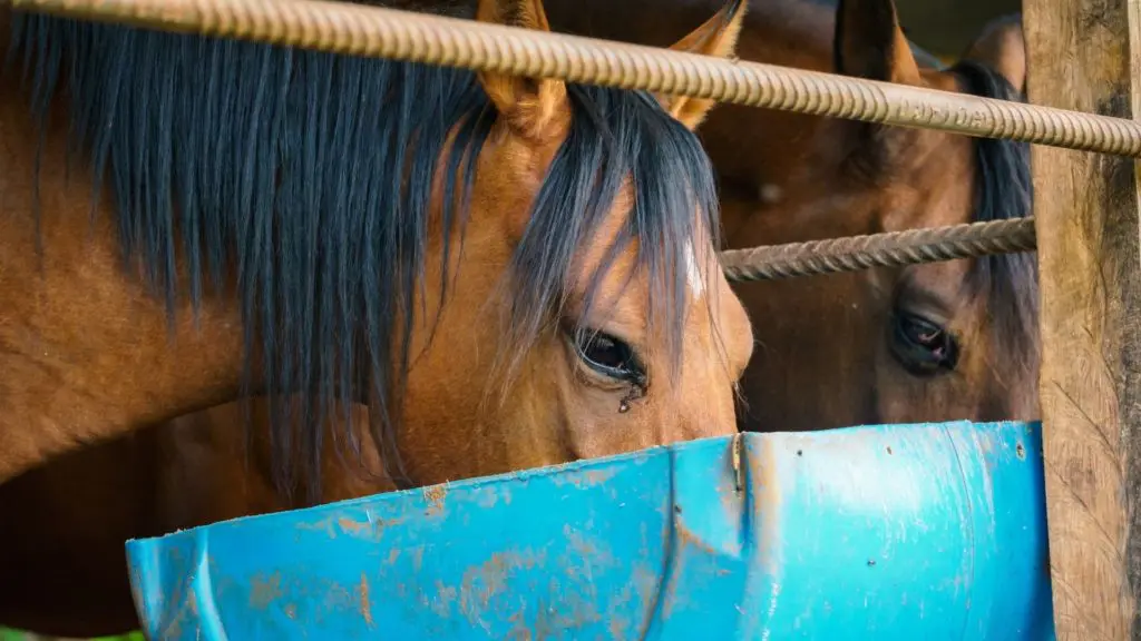 Two horses eating from a feeder.