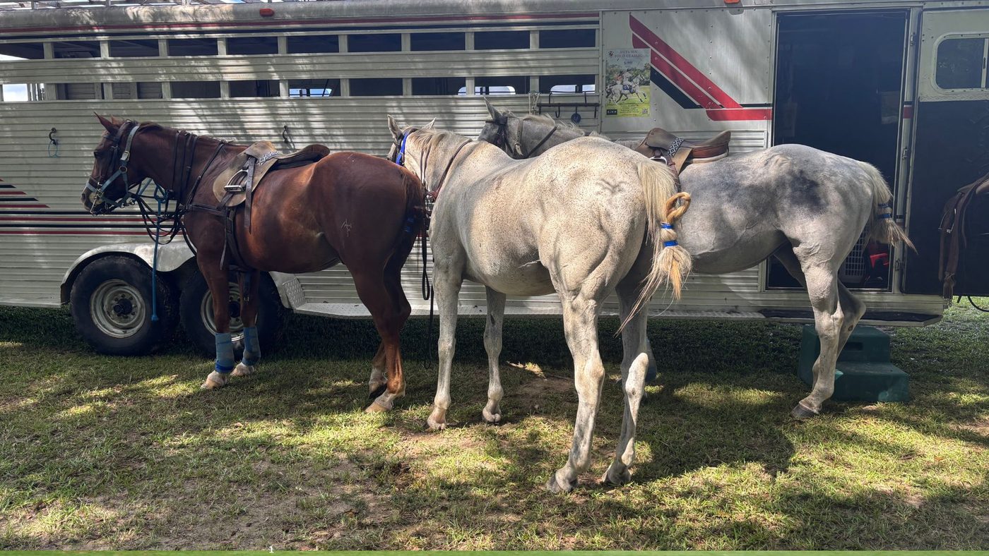 Polo horses waiting there turn to enter the match at the Folsom Polo Grounds. 