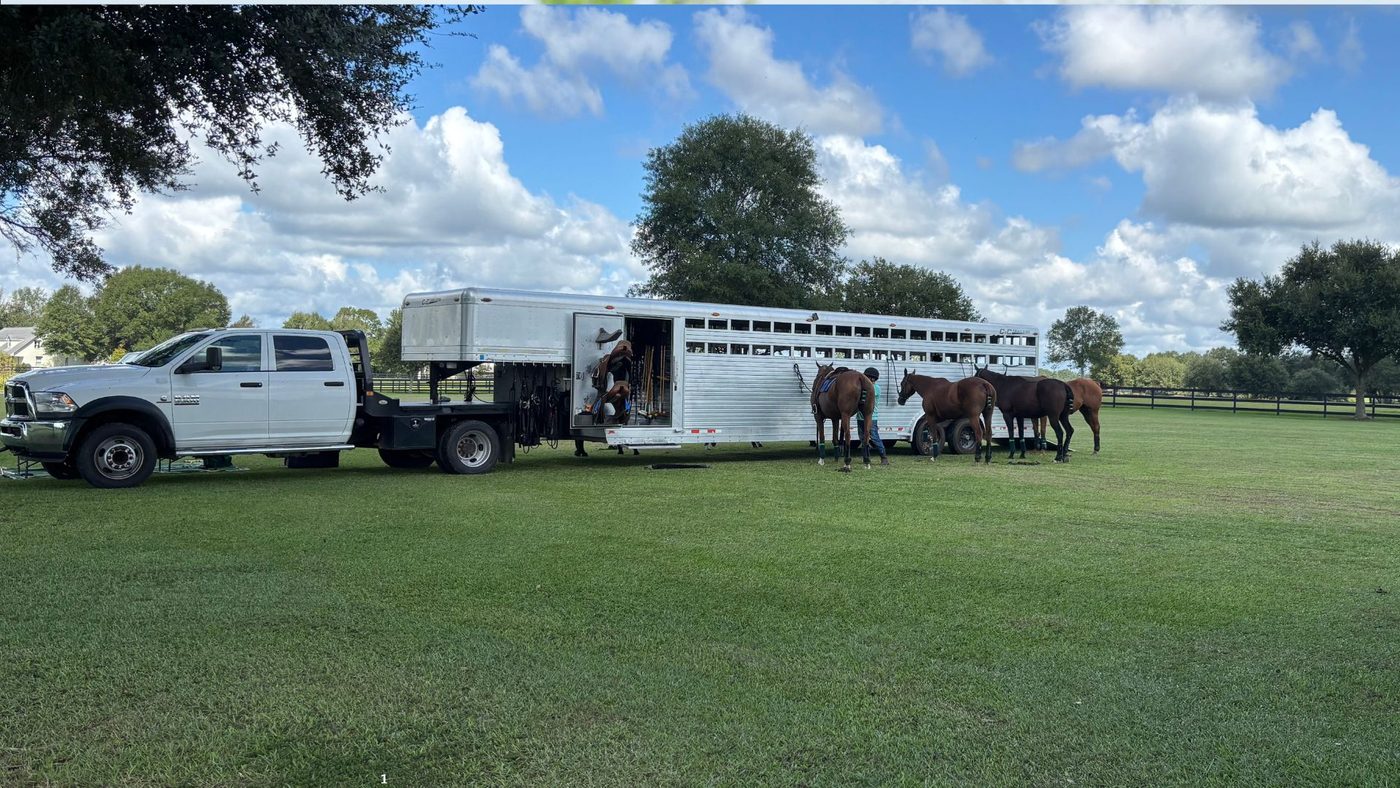 Truck and horse trailer with four polo horses tied outside after arriving at a match.