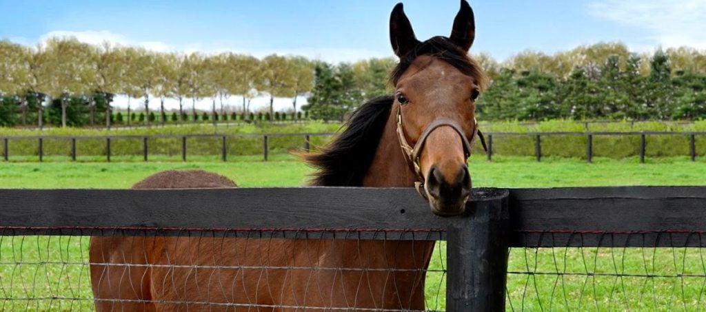 Picture of a horse near a fence made of wood board and woven wire,