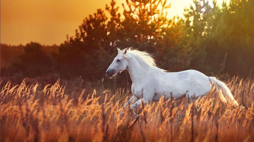 picture of a white horse running in a field,