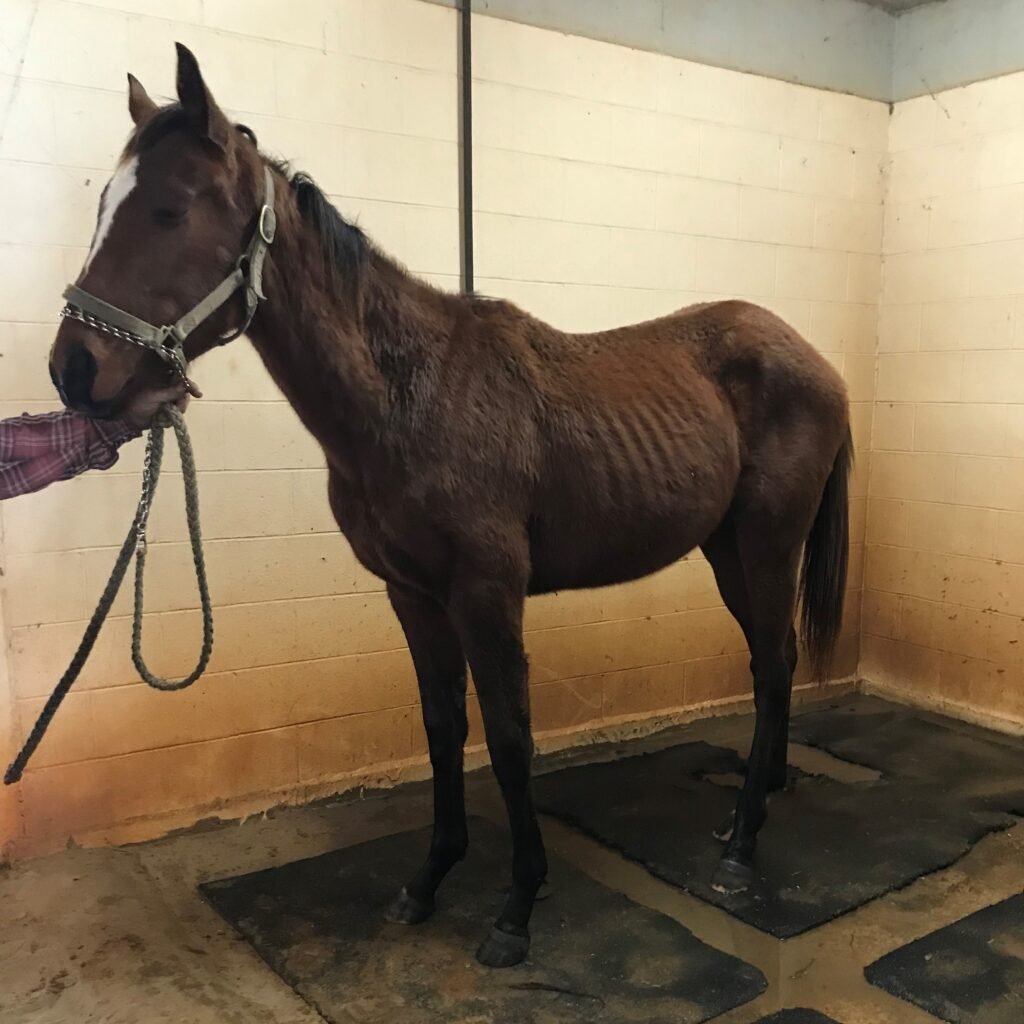 Picture of an underweight two-year old horse.