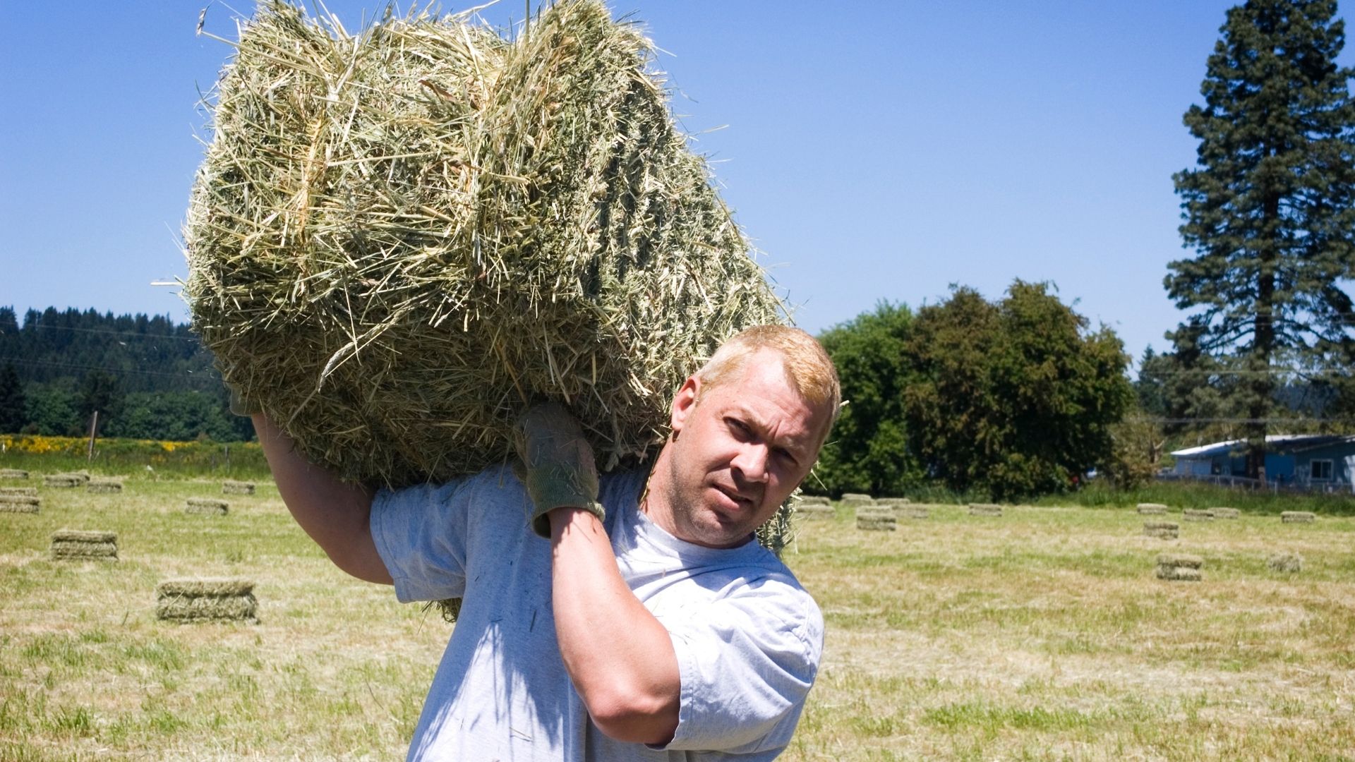 The Weight Of A Bale Of Hay Round And Square Bales