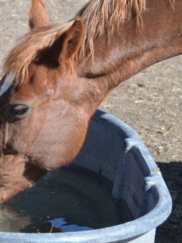 Horse drinking fresh water from a trough to stay hydrated.