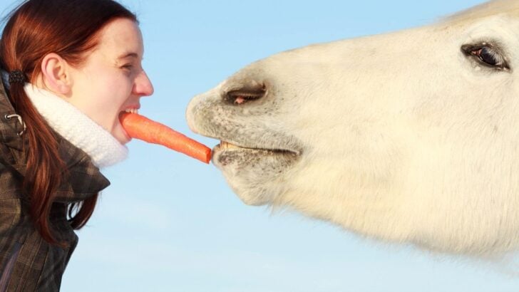 Feeding a horse a carrot.