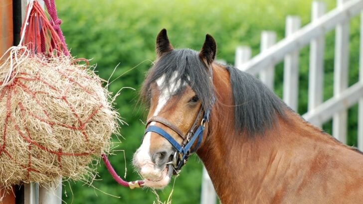 Picture of a horse eating from a hay net
