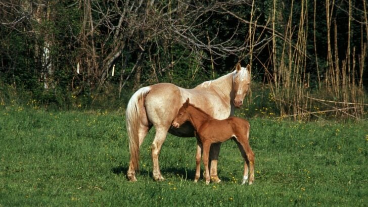 Protein Power: How Horses Build Muscle from Grass