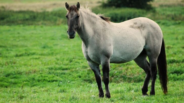 Gray mare.