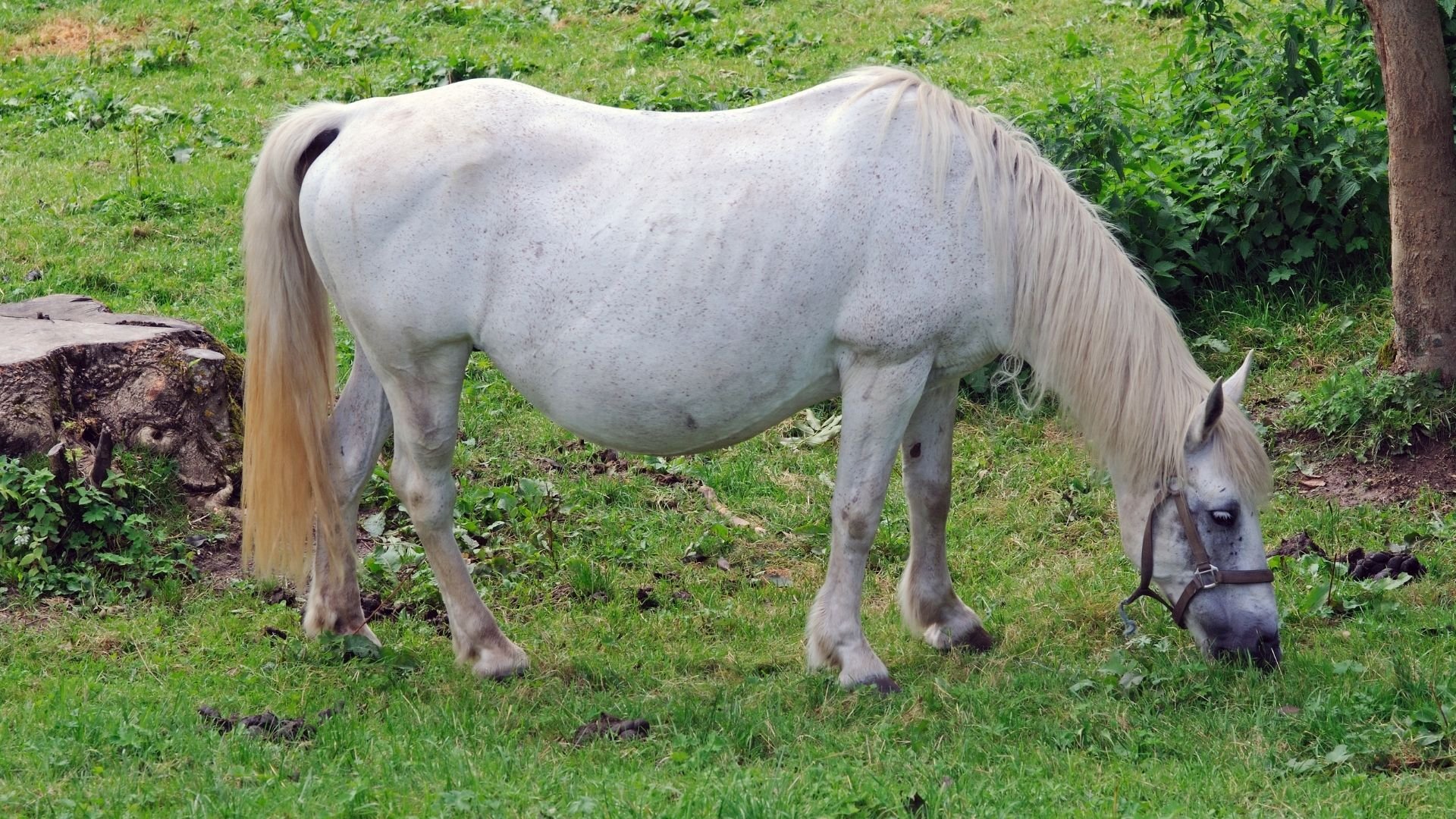 How To Tell If My Horse Is Pregnant Signs, And What To Do